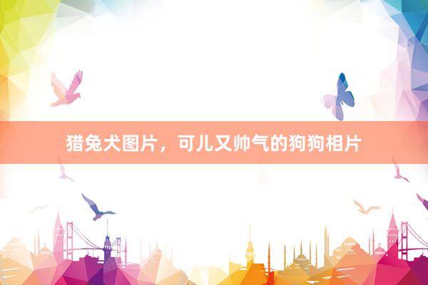 猎兔犬图片，可儿又帅气的狗狗相片